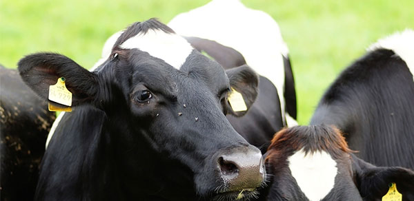 一杯牛奶的智能化系统之途:甘肃奶产业链每一头牛都配戴耳标