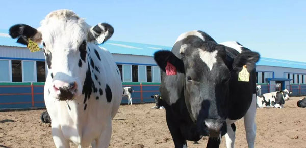 一杯牛奶的智能化之旅:宁夏奶产业链每头牛都配戴rfid电子耳标