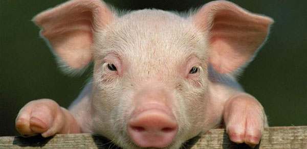 生猪行业拥有新变量华为等高新科技大厂为“智慧养殖”赋能