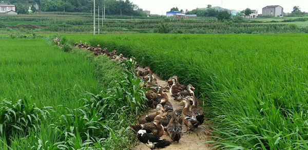 运用RFID电子标签提高繁殖技术，达到挑选高品质畜种逐代培养