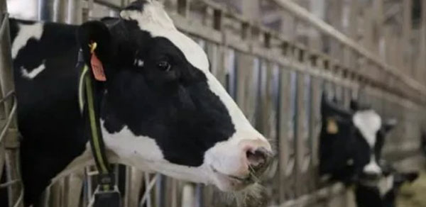 从“草原牛”到“数字牛”：蒙牛乳业推动RFID电子标签信息化创新