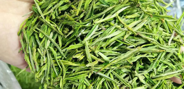 浙江首个地市级“浙农码”借RFID电子标签赋码安吉白茶