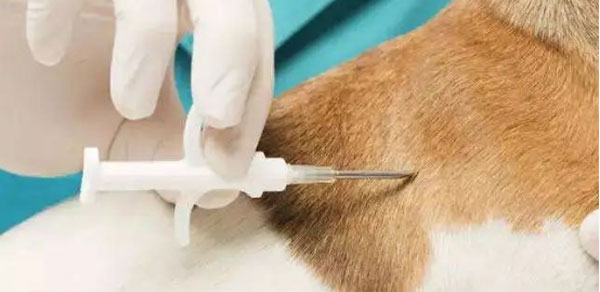 日本正式实施宠物芯片植入法案，LF RFID市场蓄势待发