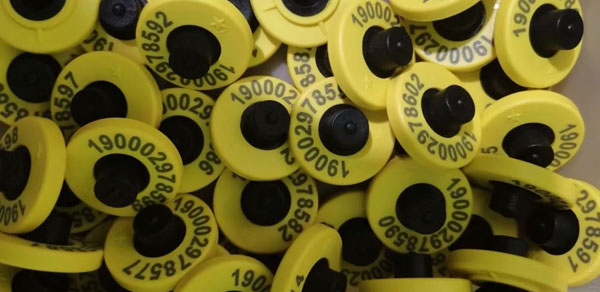 凉山州农业综合行政执法支队加强牲畜佩戴电子标签管理