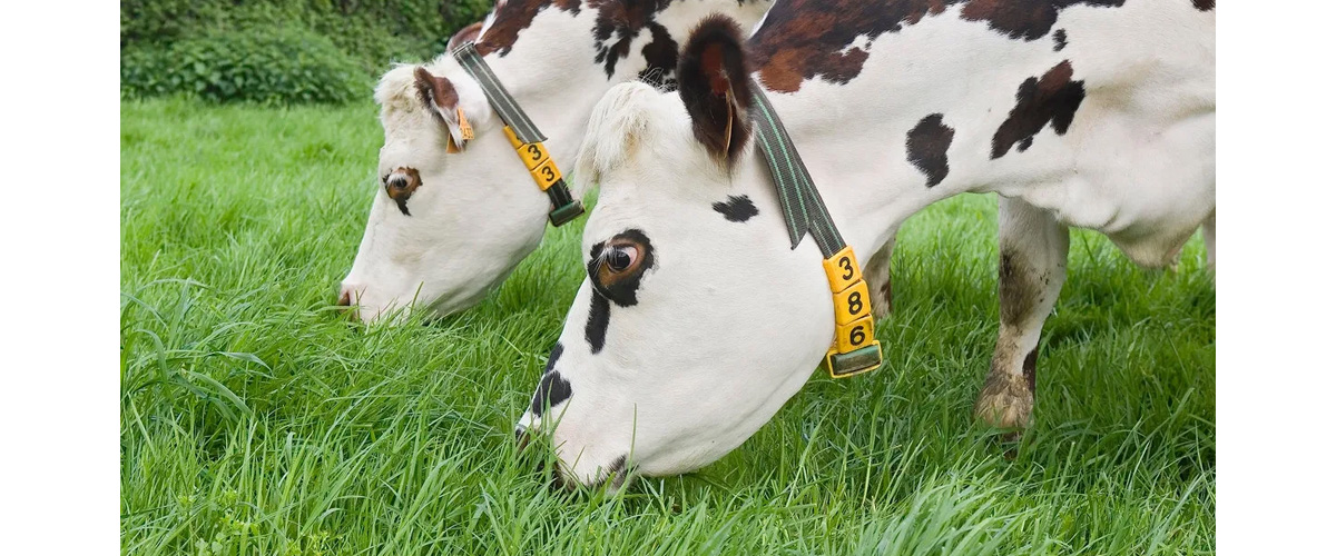 RFID畜牧业监管解决方案