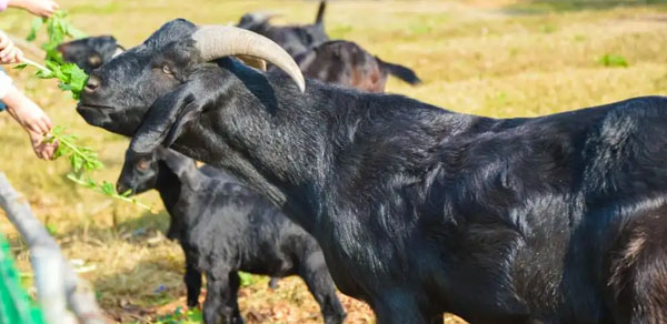 南宁马山县引进RFID采用技术畜牧技术畜牧业追溯系统